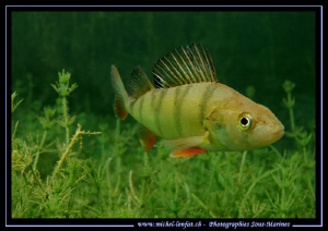 A curious Perch.. Que du bonheur... :O)... by Michel Lonfat 